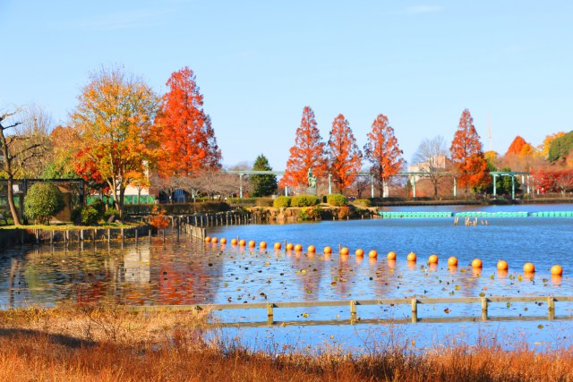 東山動植物園紅葉