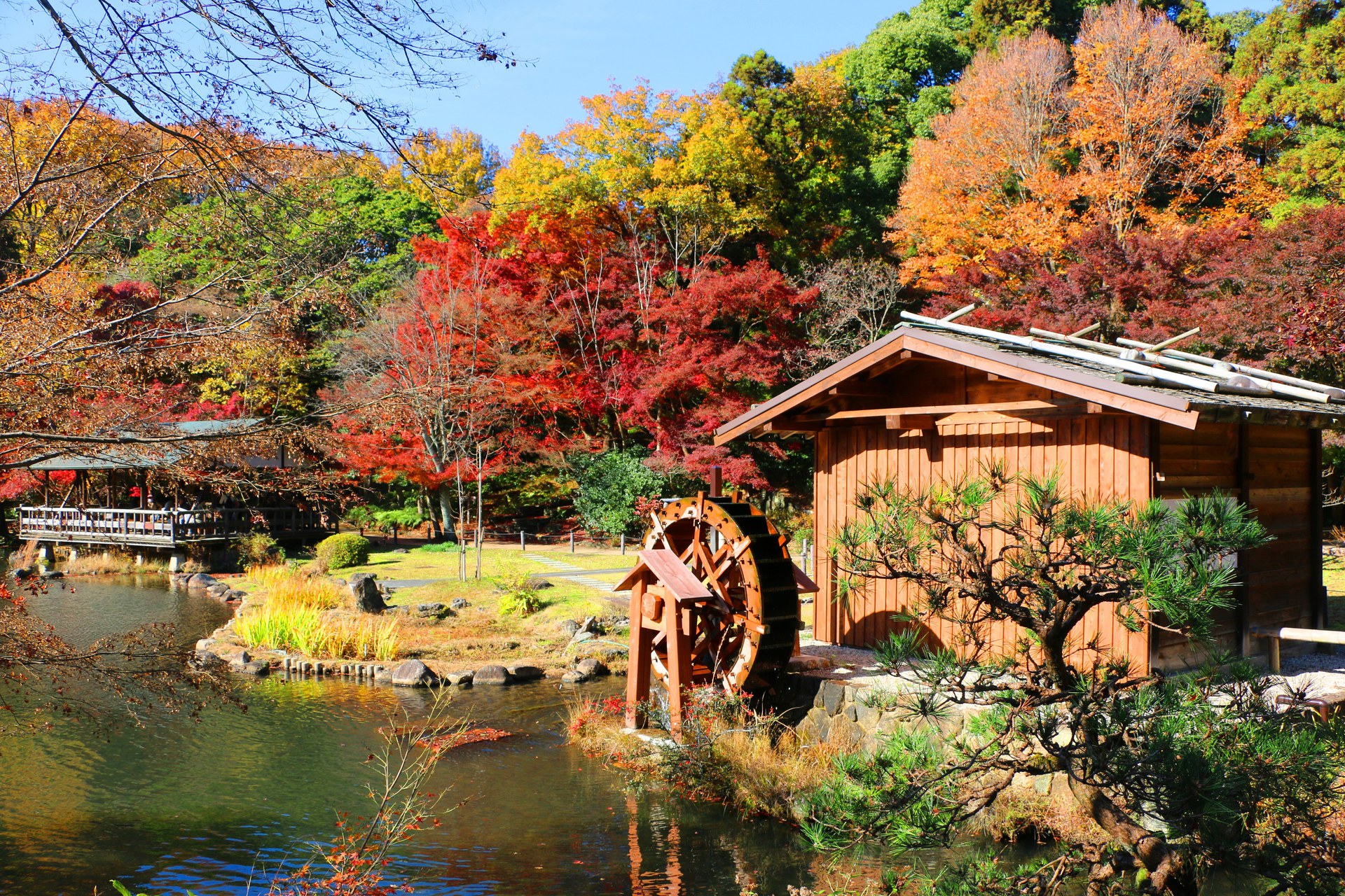 日本の風景 東山動植物園紅葉 壁紙19x1280 壁紙館