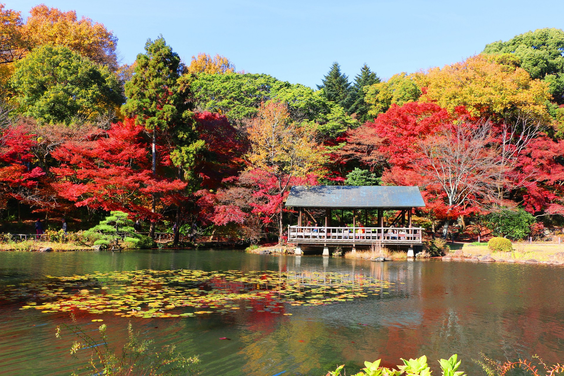 日本の風景 東山動植物園紅葉 壁紙19x1280 壁紙館