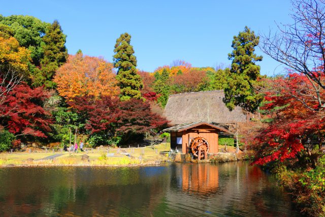 東山動植物園紅葉