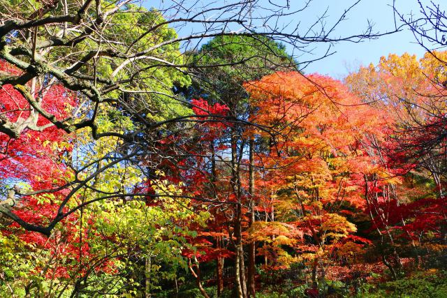 東山動植物園紅葉