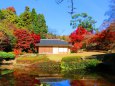 東山動植物園紅葉