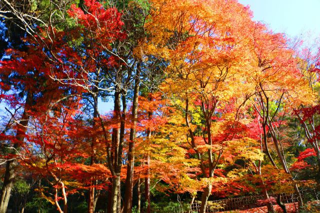 東山動植物園紅葉