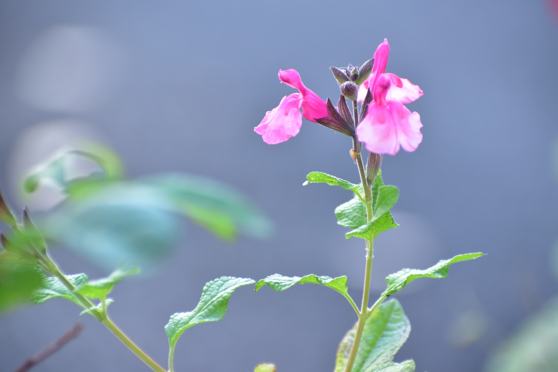 花 植物 オータムセージ 壁紙19x1280 壁紙館