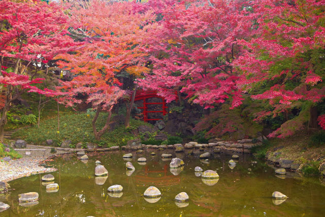 色づく日本庭園