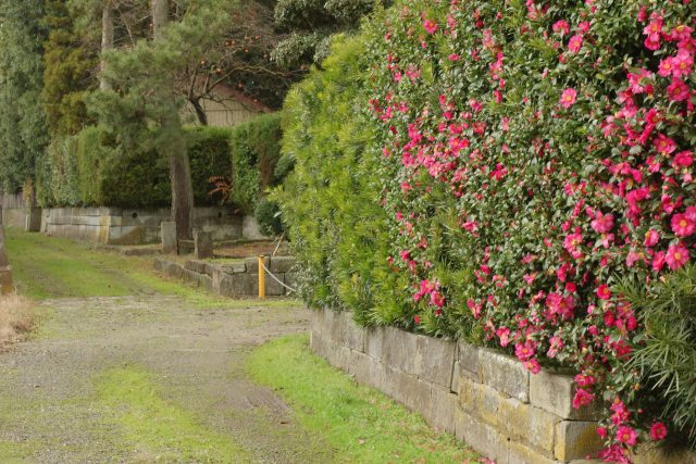 生け垣の山茶花