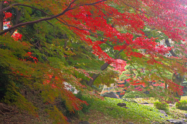 小石川後楽園の紅葉