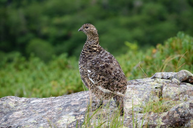 南岳のママ雷鳥2