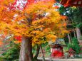 談山神社紅葉