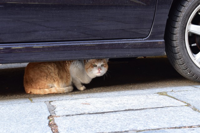 ここだよ、車の下。