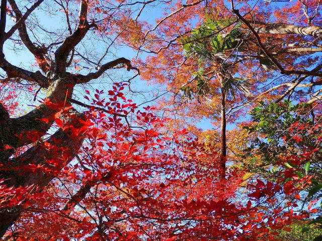 三重南部紅葉