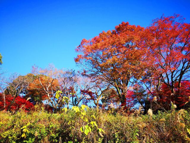 三重南部紅葉