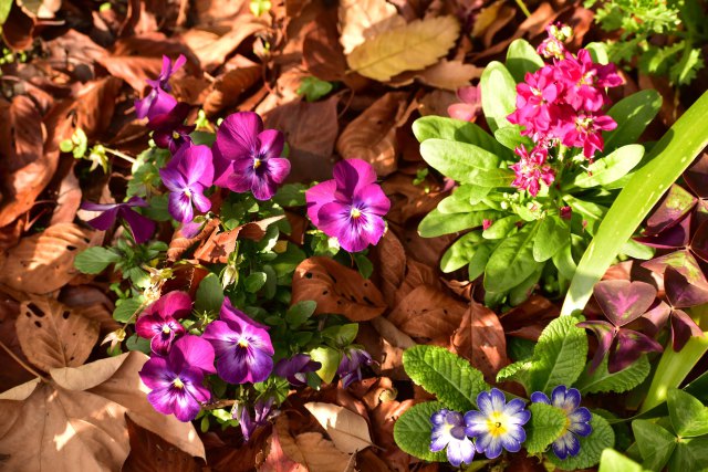 枯葉に埋まる花壇