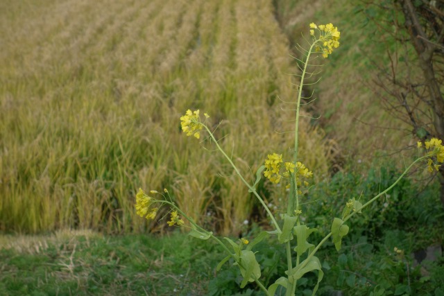 年末に咲いた菜の花