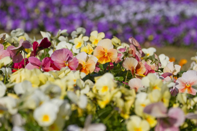 パンジーの花壇