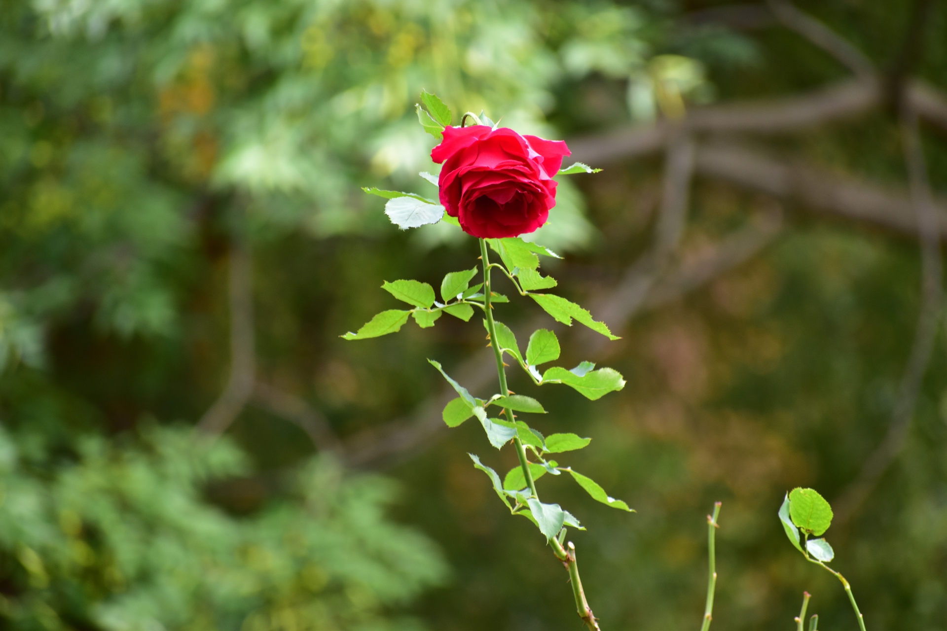 花 植物 星の王子さまの薔薇 壁紙19x1280 壁紙館