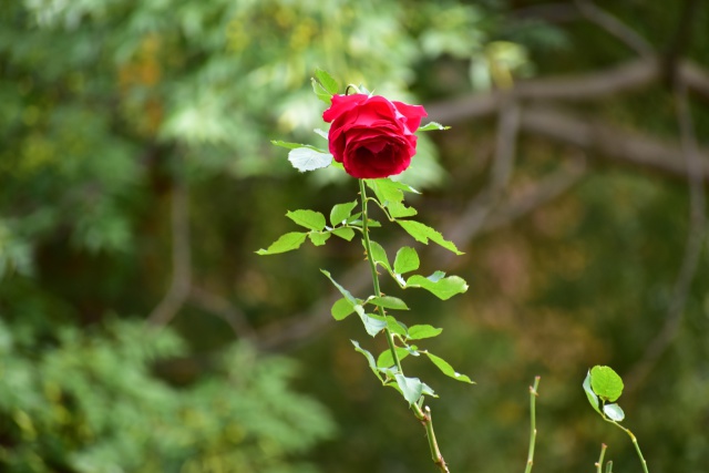 星の王子さまの薔薇？