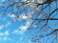 青空と花水木の赤い実