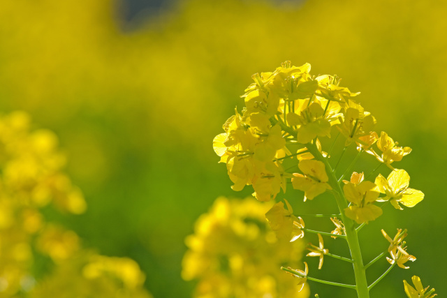 菜の花