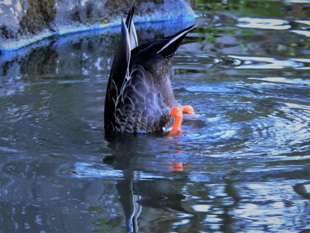 カルガモのお尻