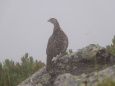 仙丈ヶ岳のママ雷鳥3