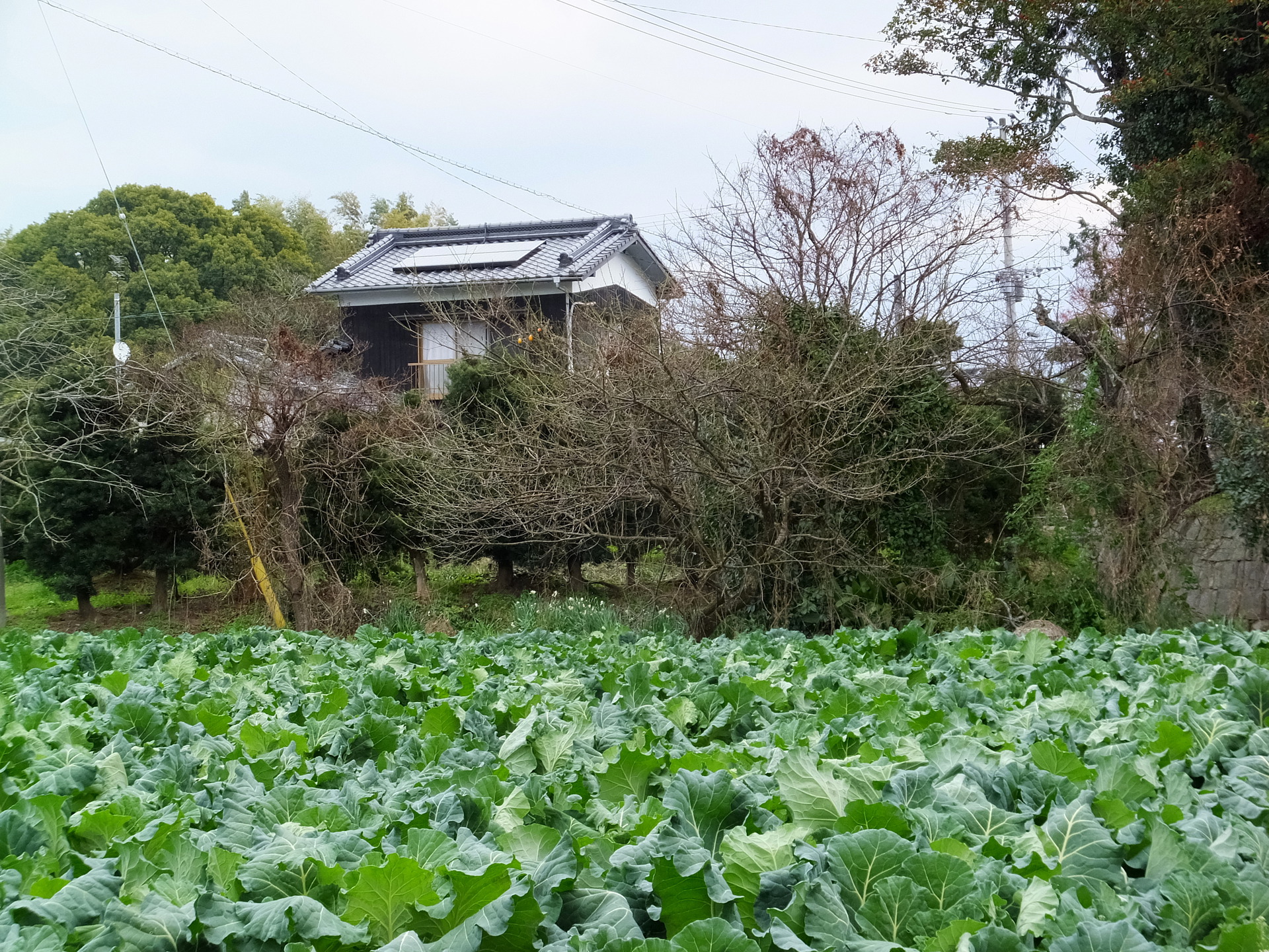 日本の風景 冬の野菜畑 壁紙19x1440 壁紙館