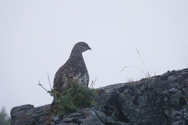 塩見岳のママ雷鳥