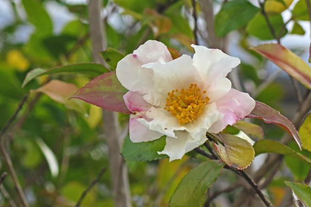 散歩道の花 1901-9-1