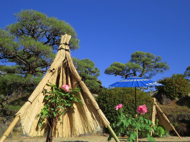 神戸相楽園の冬牡丹展