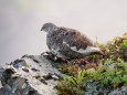 塩見岳のママ雷鳥2