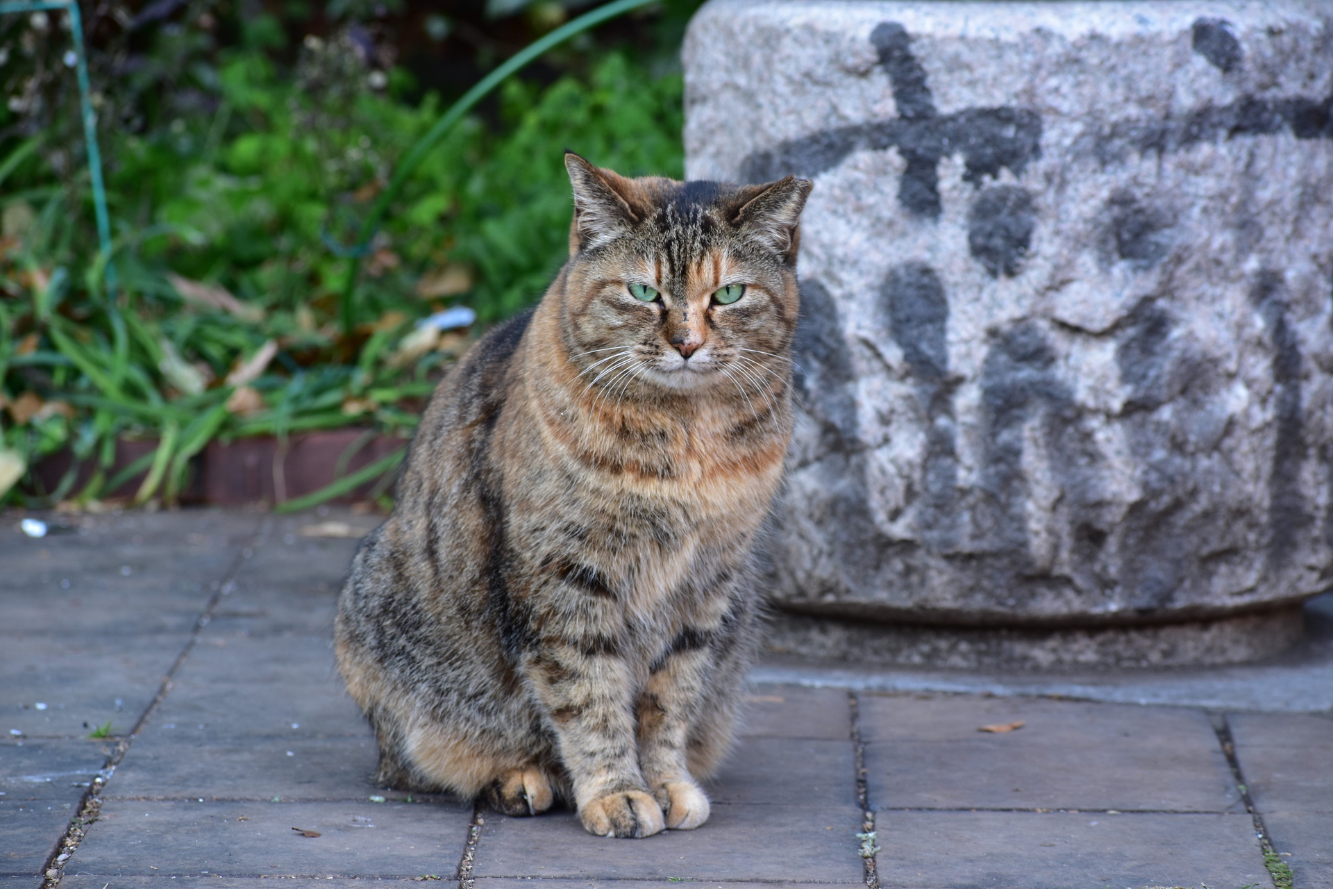 動物 猫 カメラ目線が怖い 壁紙19x1280 壁紙館