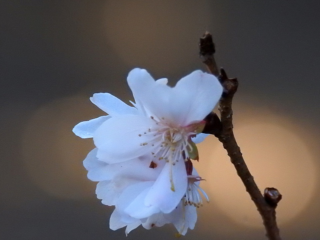 十月桜