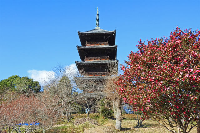 吉備路 山茶花と五重塔