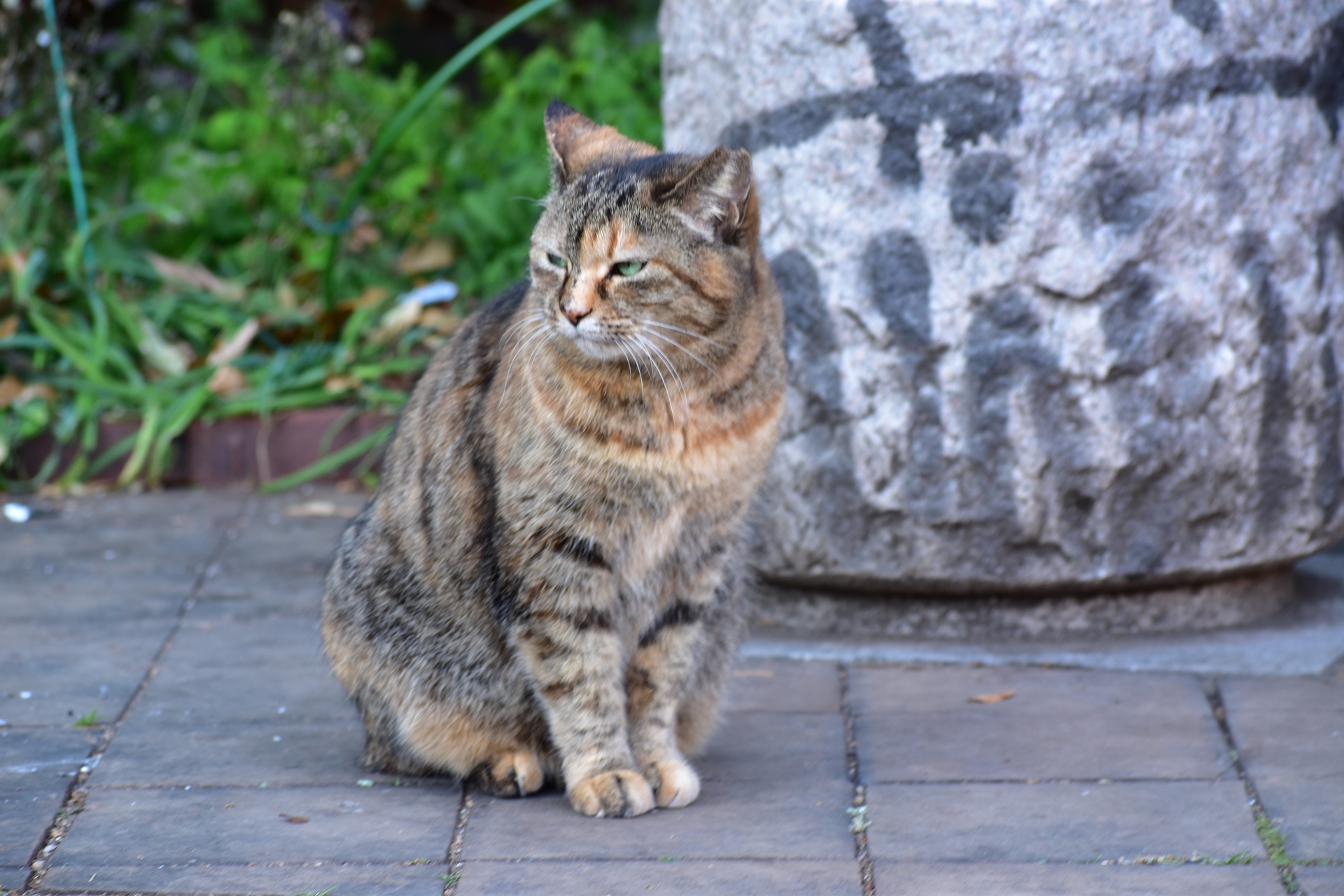 動物 猫 拗ね顔 壁紙19x1280 壁紙館