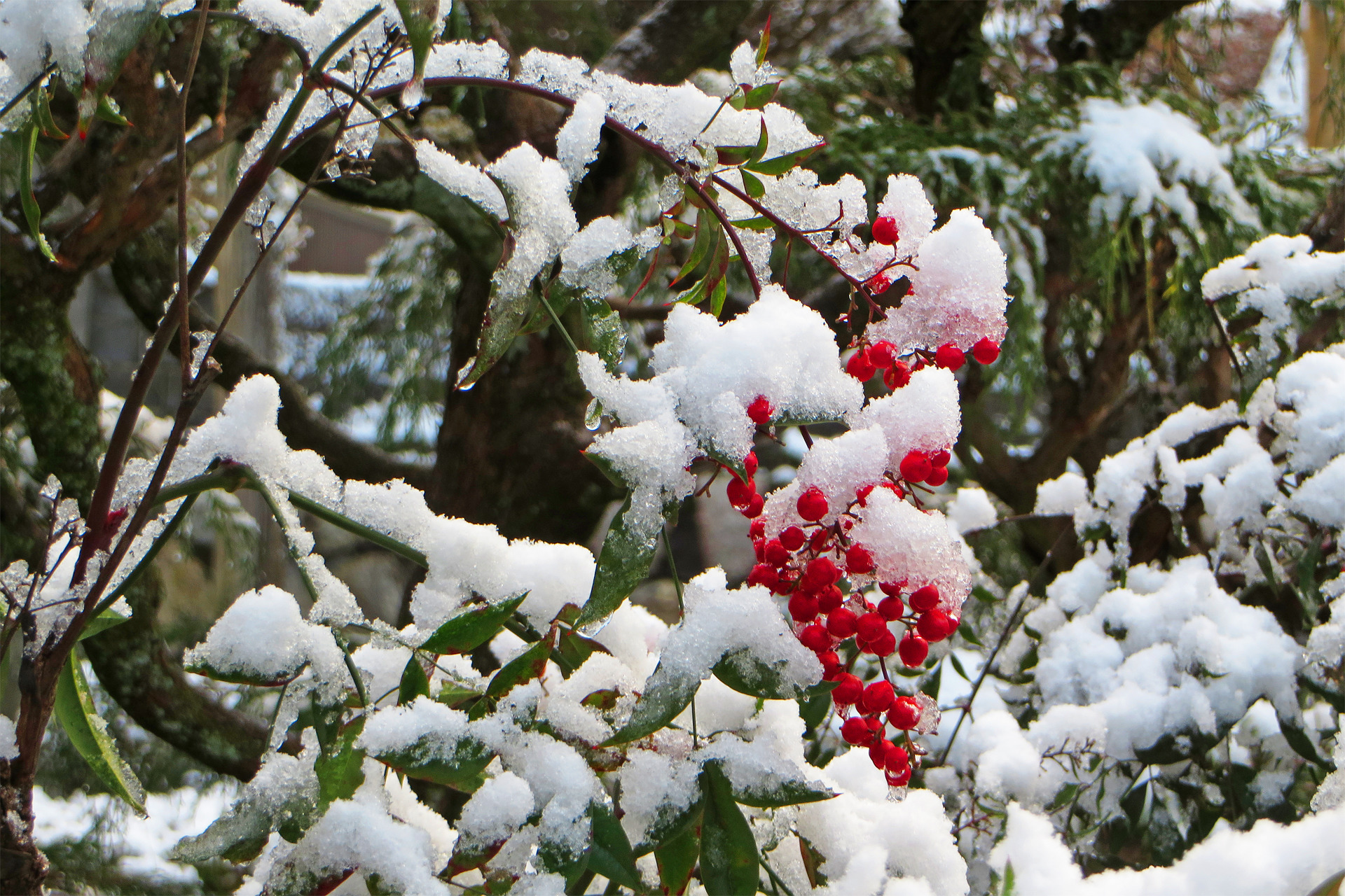 日本の風景 ナンテンに雪 壁紙19x1280 壁紙館