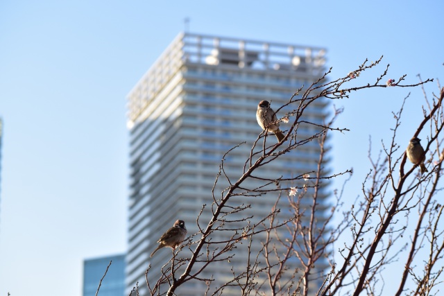 桜の木のスズメさんたち