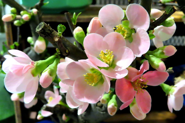 寒咲の木瓜の花