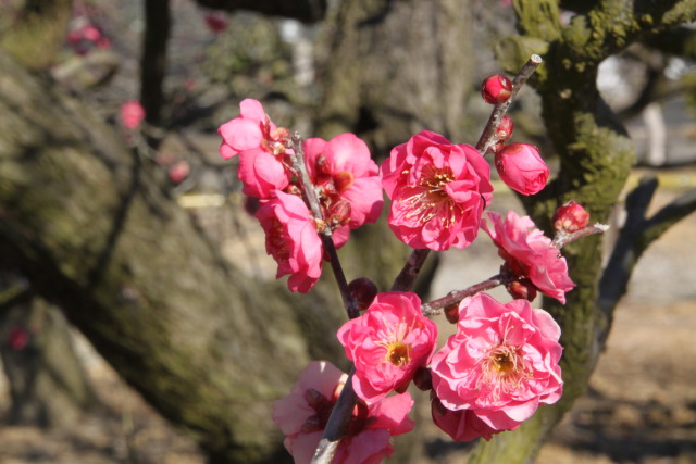 梅の花