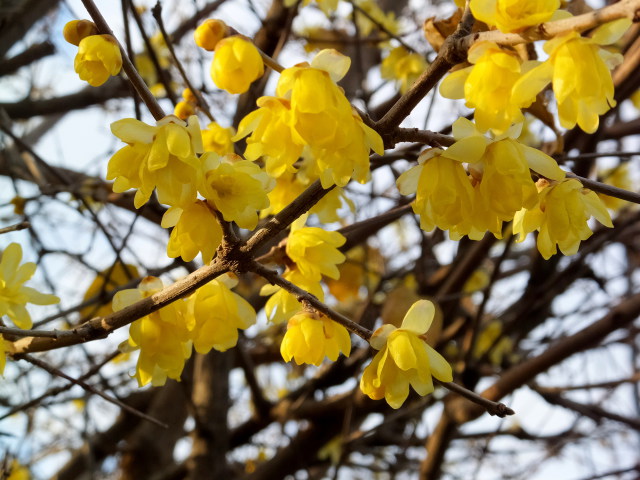 蝋梅の花