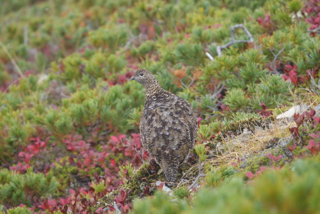 爺ヶ岳のママ雷鳥2