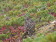 爺ヶ岳のママ雷鳥2