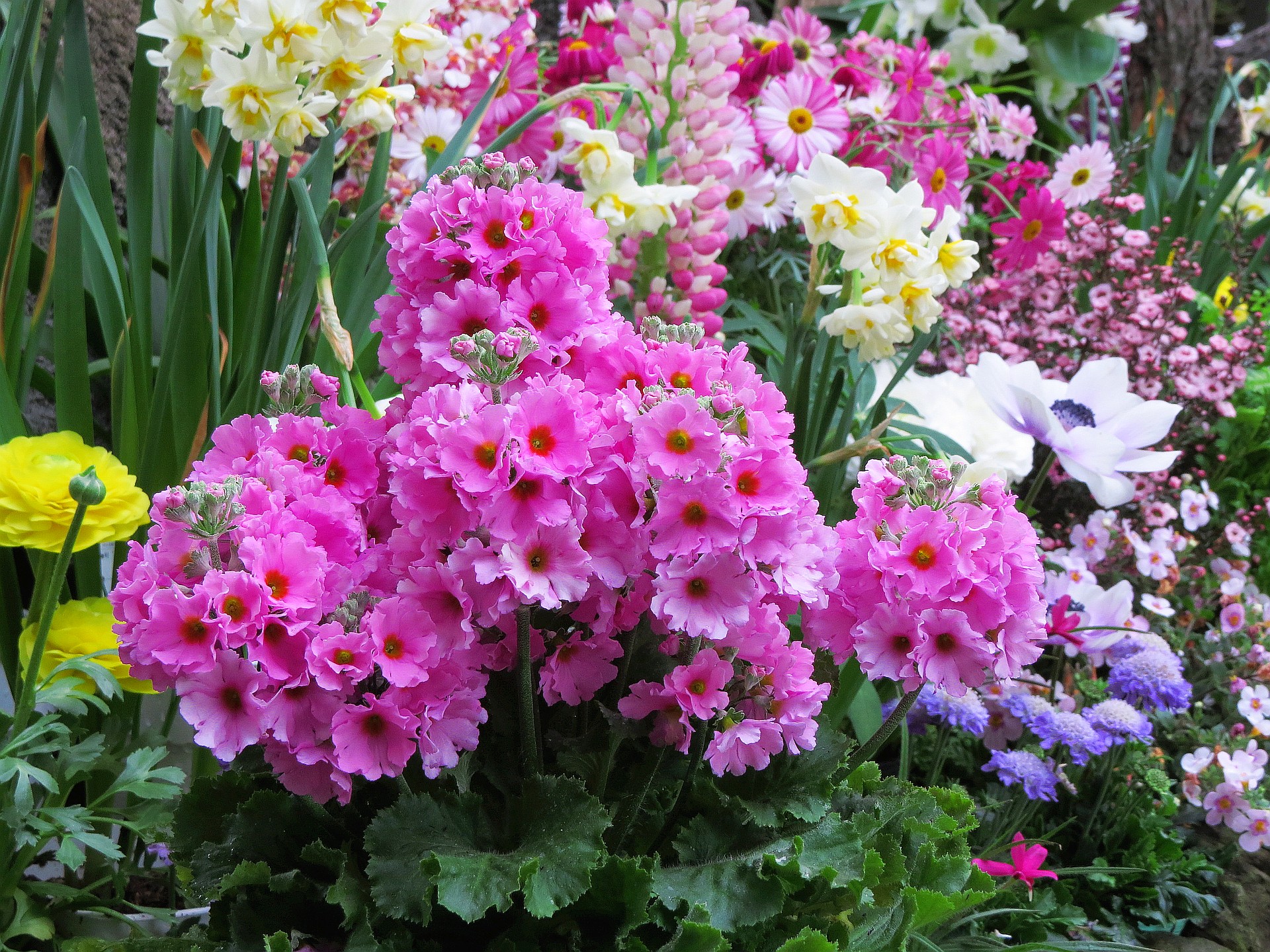 花 植物 早春の花 西洋さくら草 壁紙19x1440 壁紙館