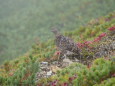 爺ヶ岳のママ雷鳥3