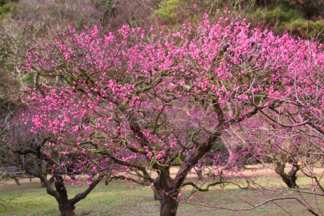 栗林公園の梅