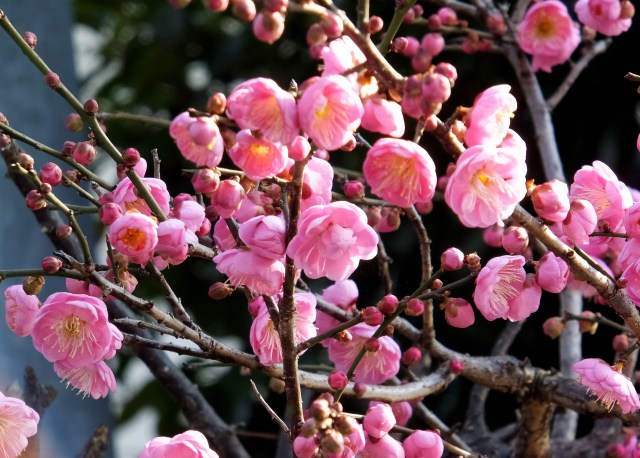 紅梅の花