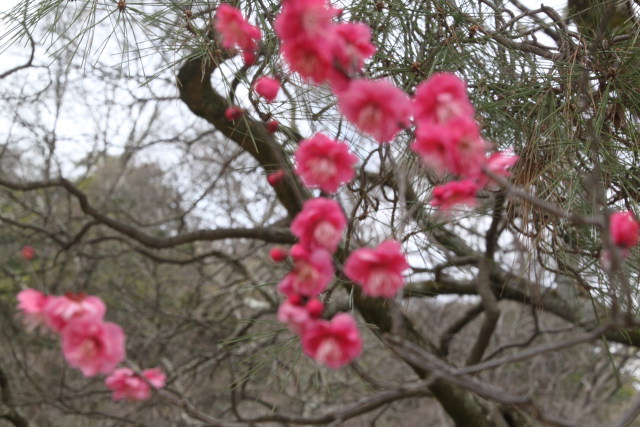 栗林公園の梅