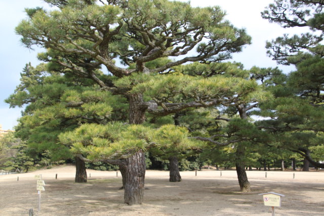 公園の松