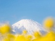 菜の花と富士山