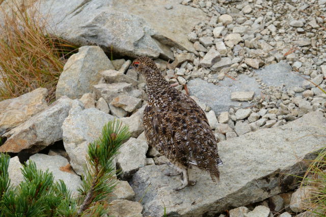 爺ヶ岳のチビ雷鳥4