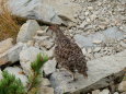 爺ヶ岳のチビ雷鳥4